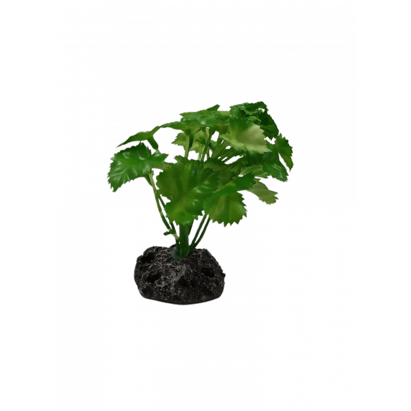 Planta Decorativa Aquário 10 cm - Arbusto