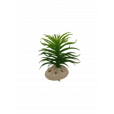 Planta Decorativa Aquário 10 cm - Verde