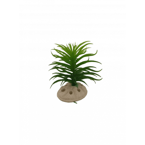 Planta Decorativa Aquário 10 cm - Verde