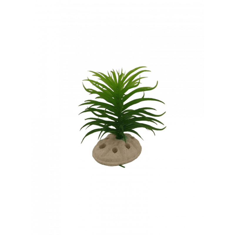 Planta Decorativa Aquário 10 cm - Verde